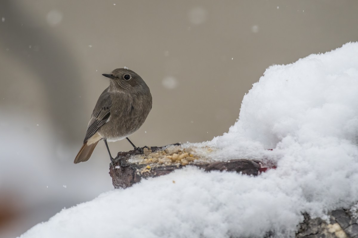 Black Redstart - ML307406411