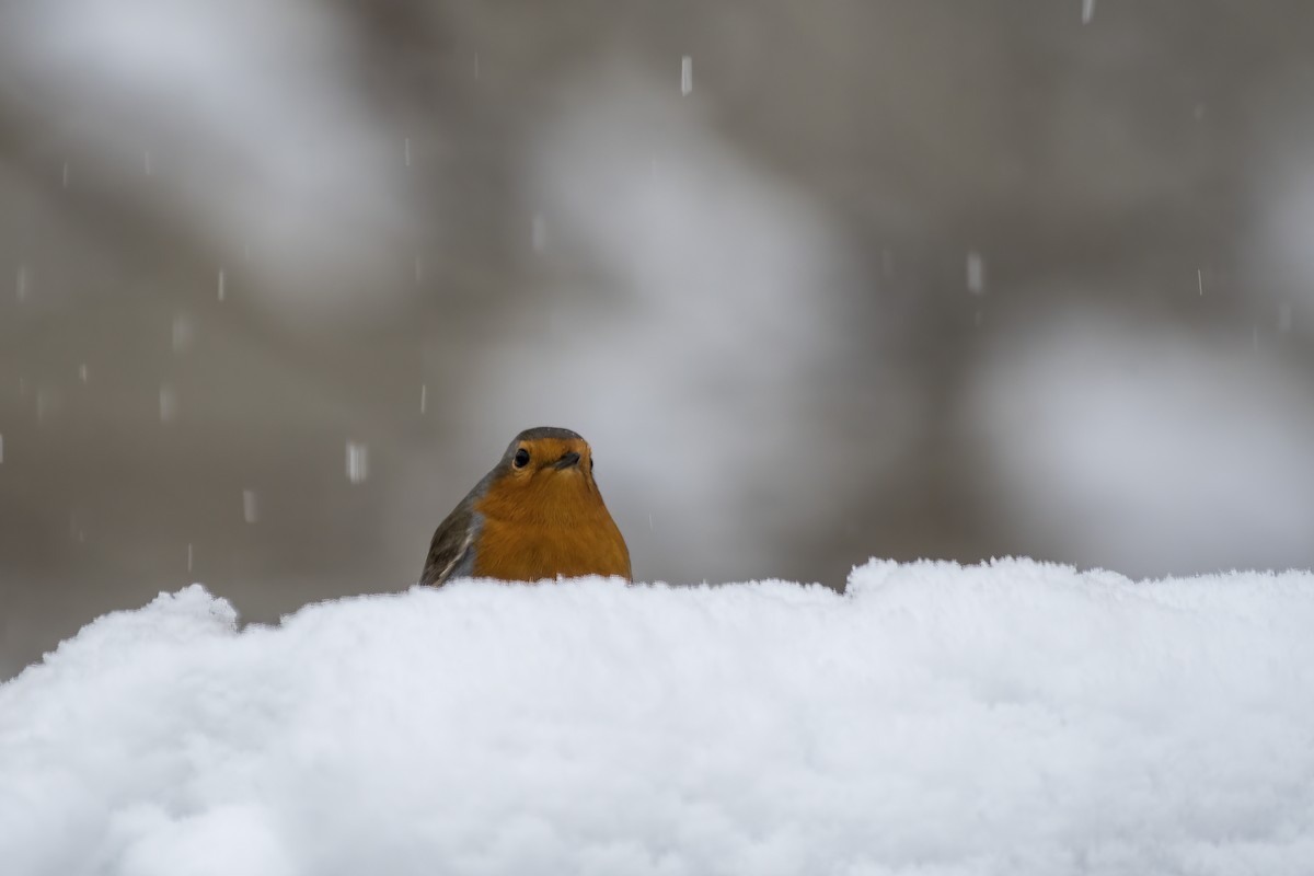 European Robin - ML307406451