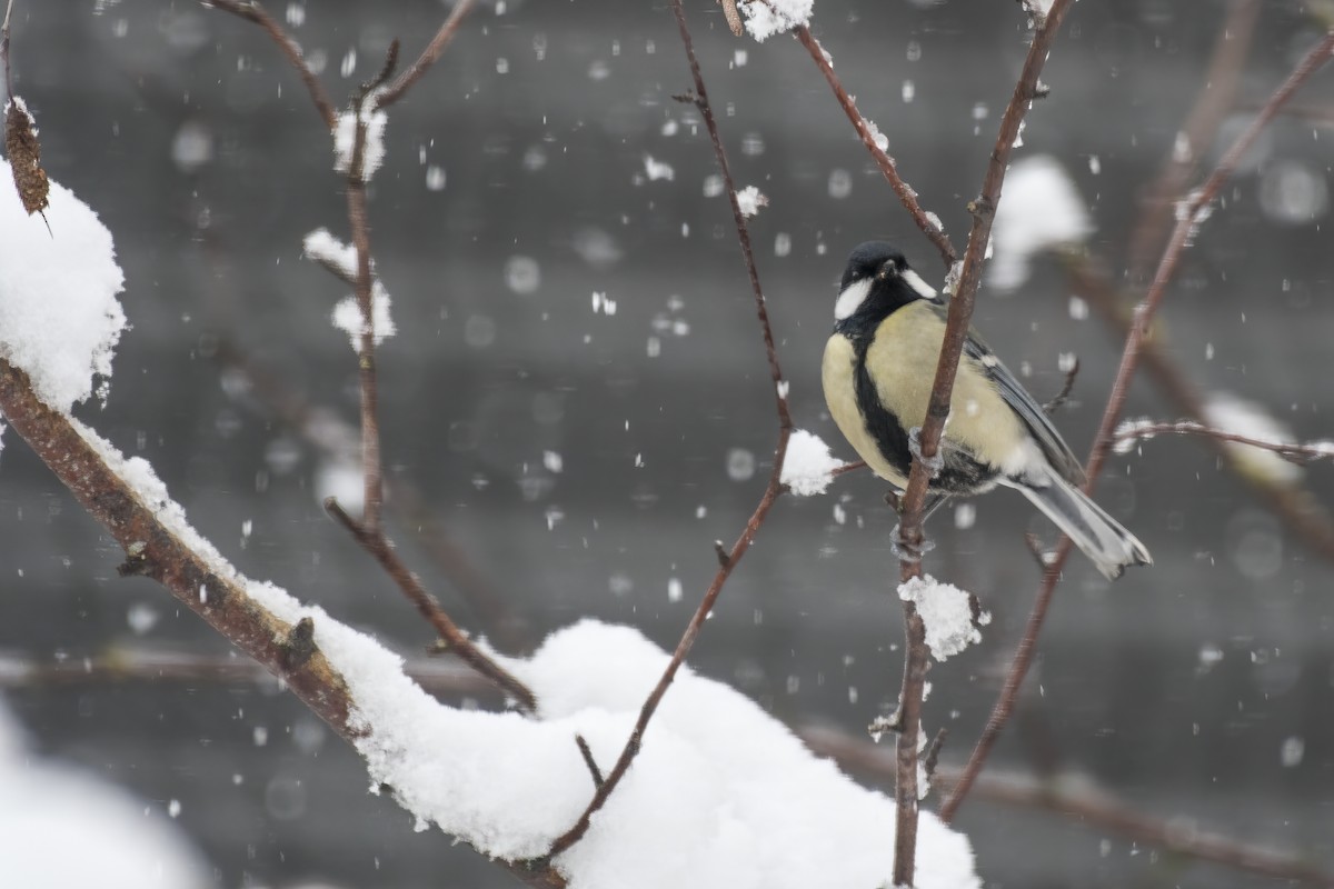 Great Tit - ML307406471