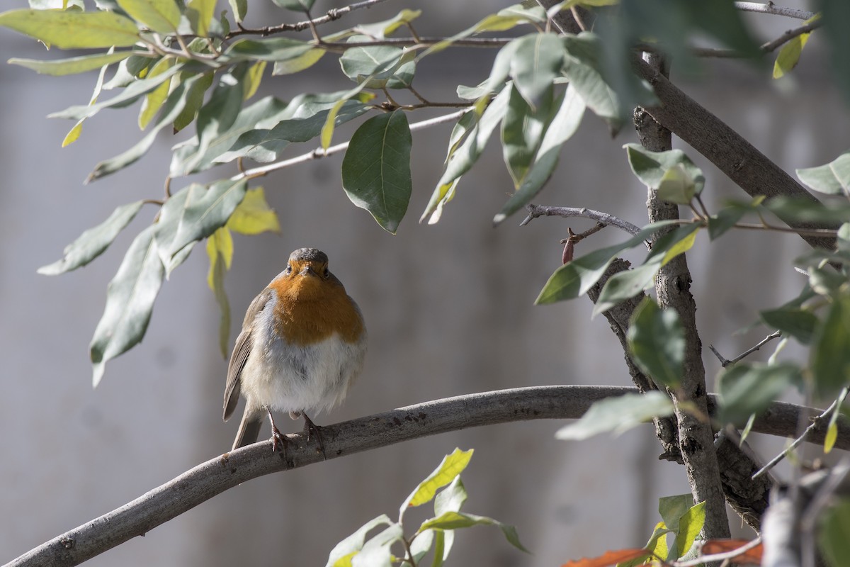 European Robin - ML307406701