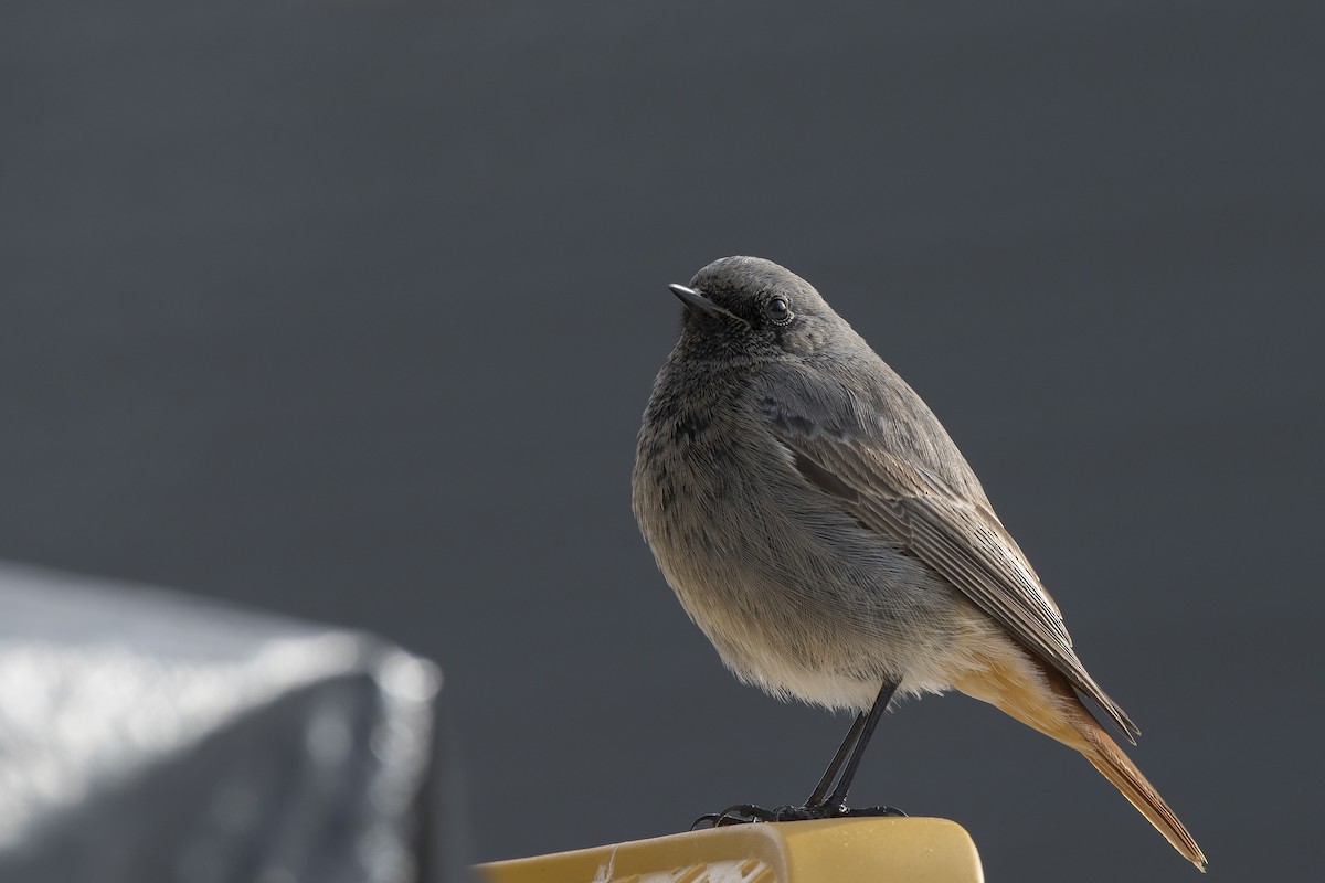 Black Redstart - ML307406711