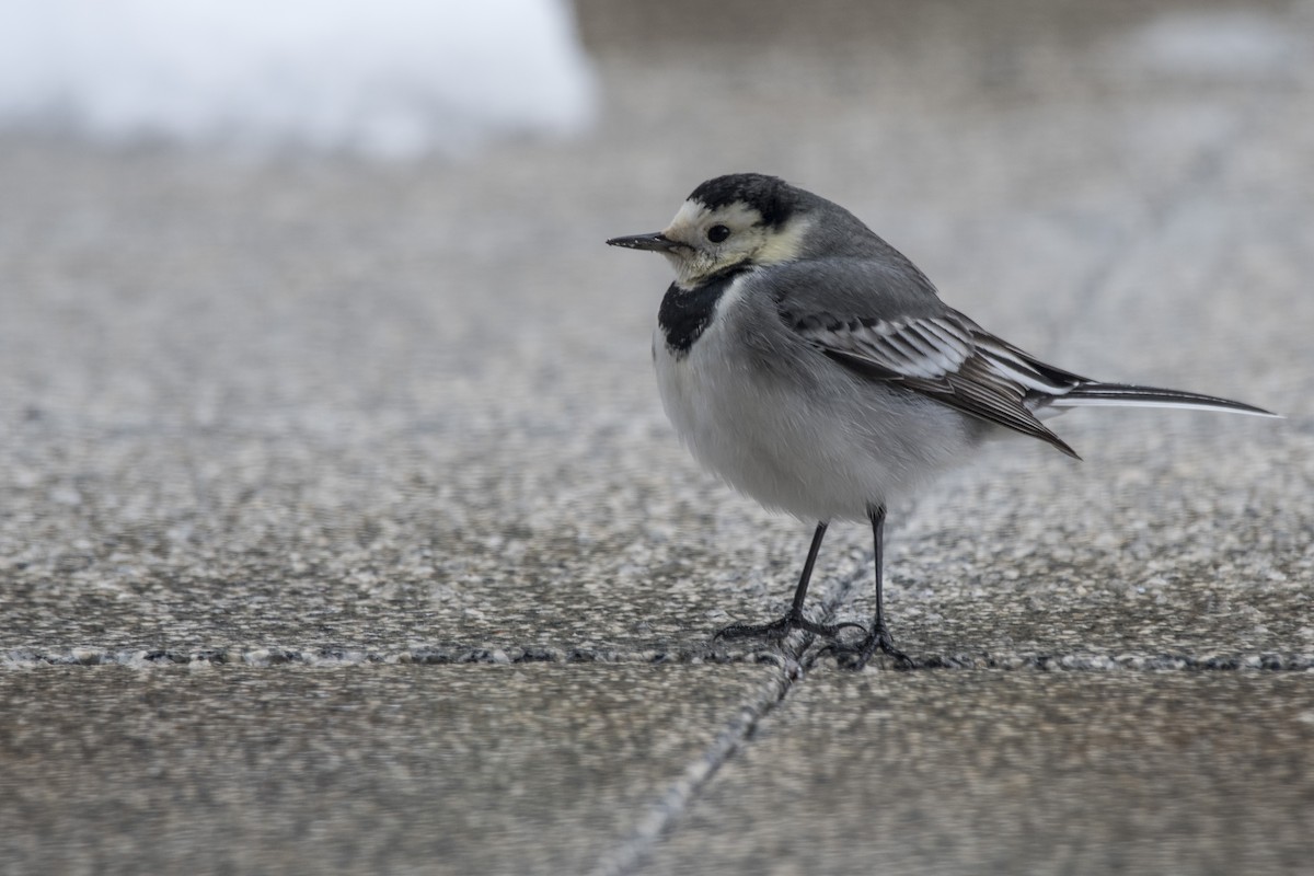 White Wagtail - ML307406741