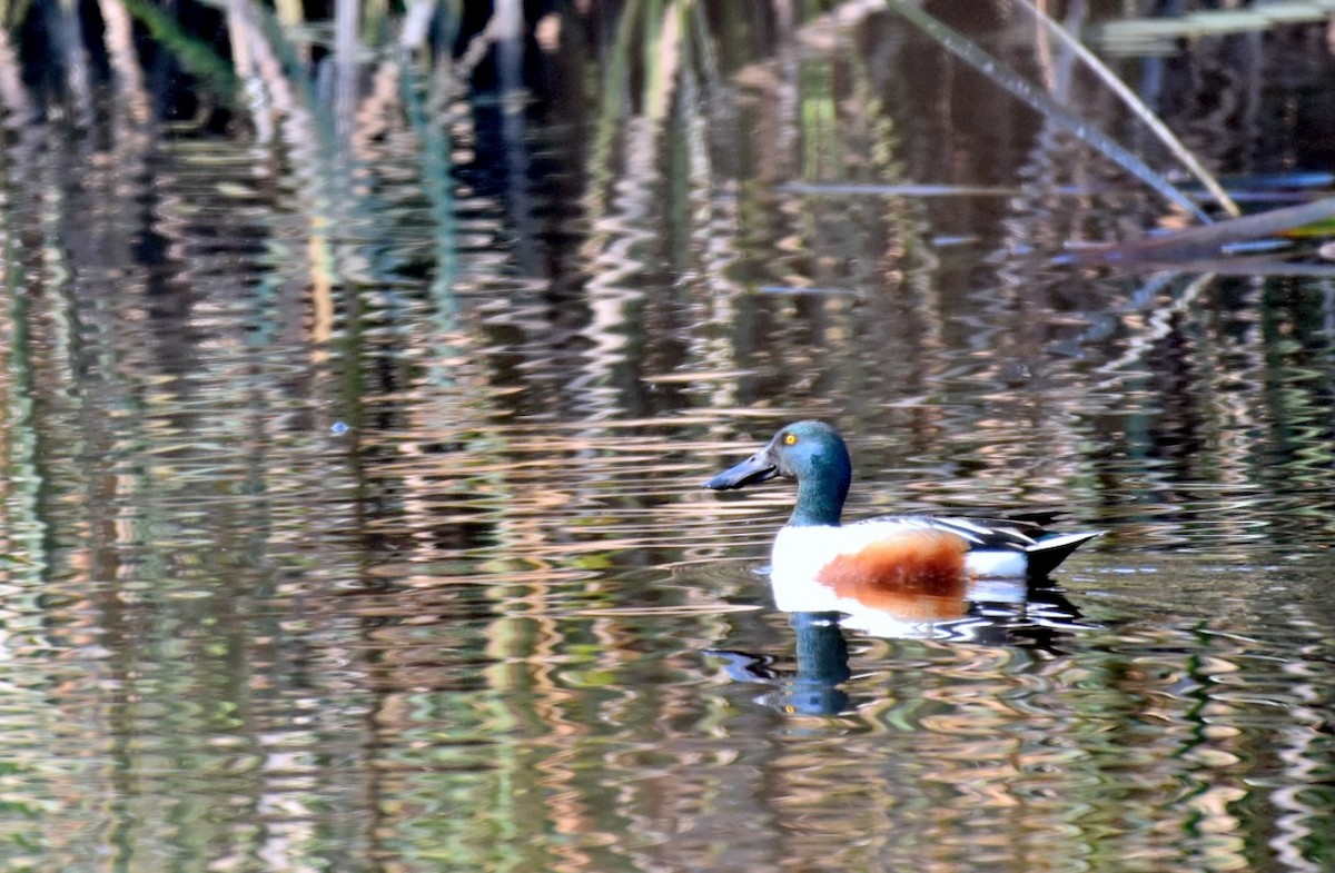 Northern Shoveler - ML307406751