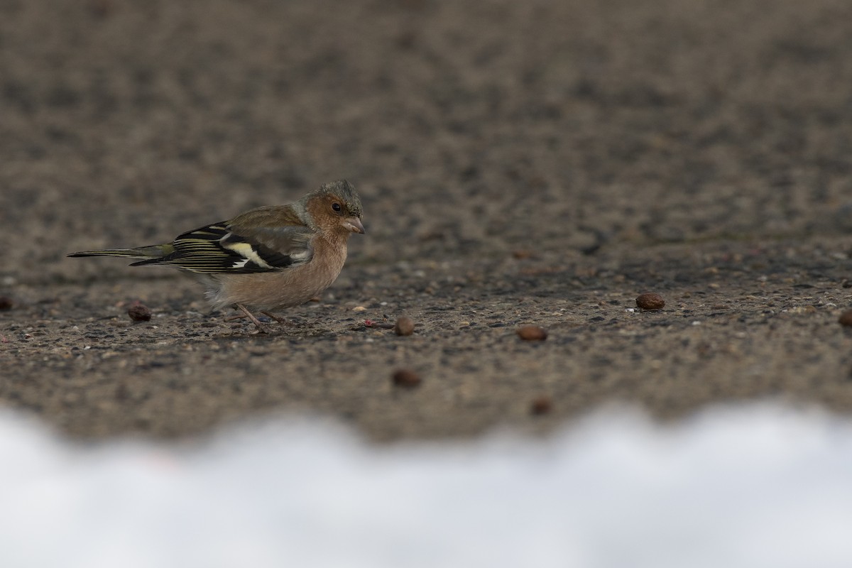 Common Chaffinch - ML307406761