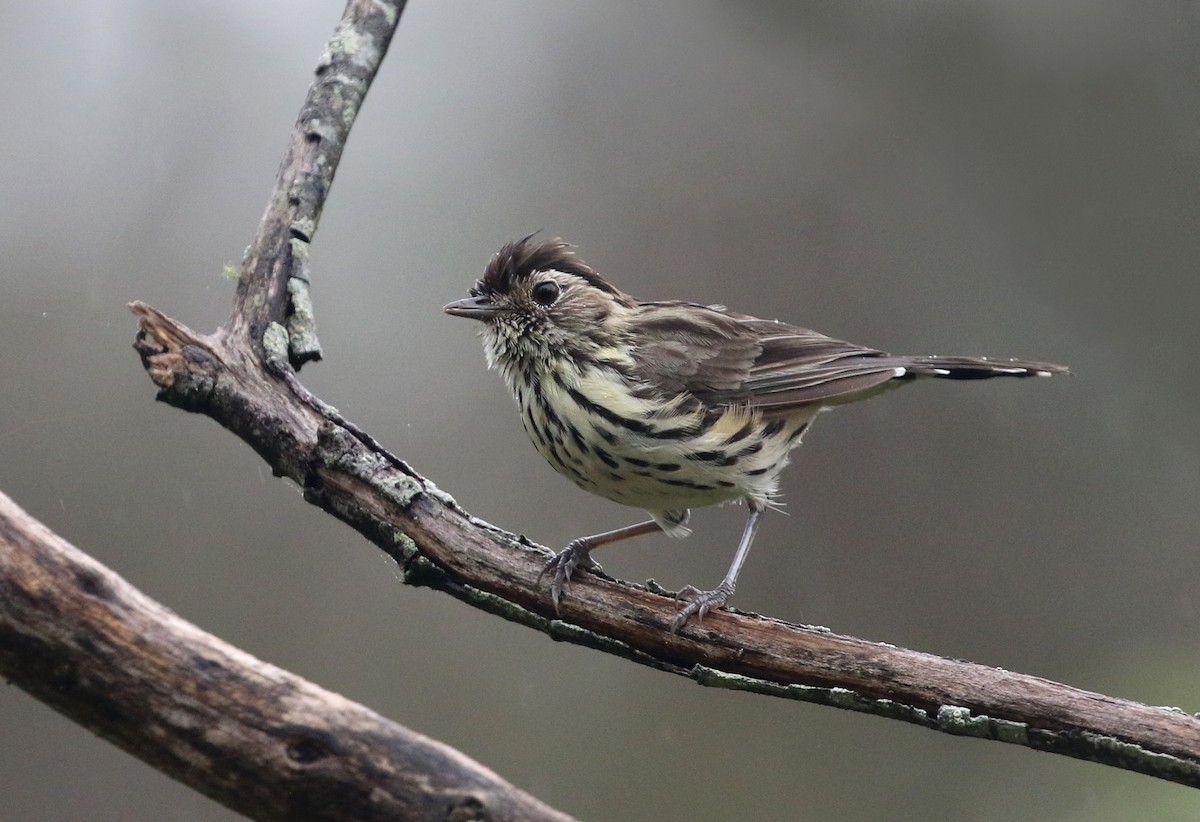 Speckled Warbler - ML307408271