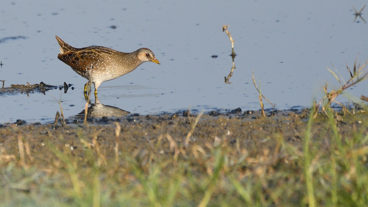 Spotted Crake - ML307408311