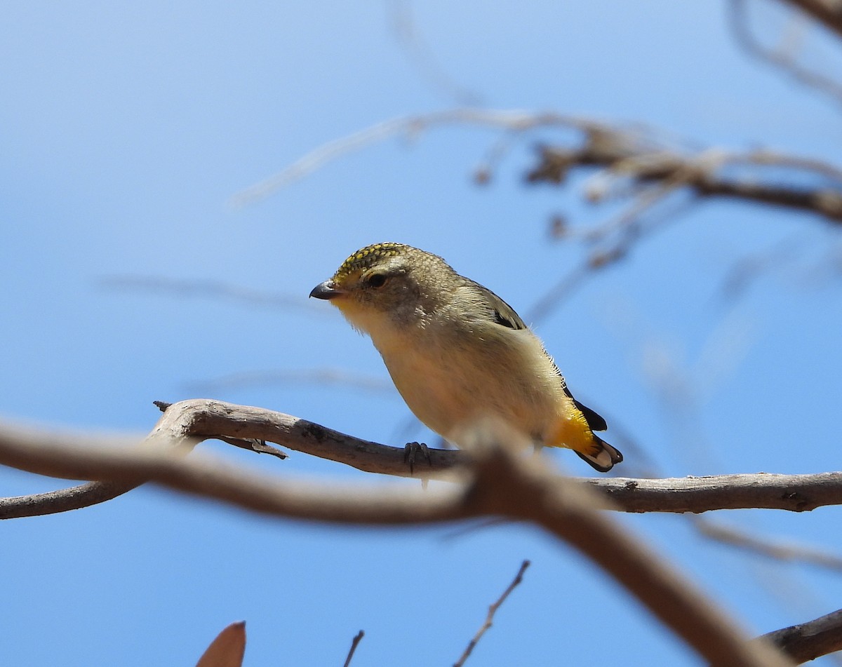 Pardalote Moteado - ML307408671