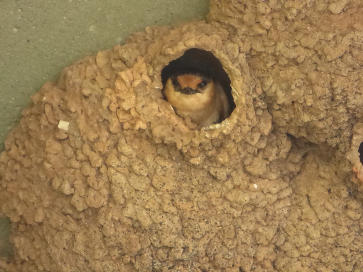 Cave Swallow - ML30740991