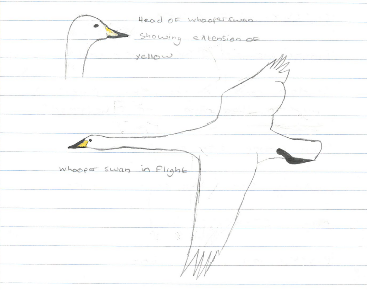 Whooper Swan - ML307409971