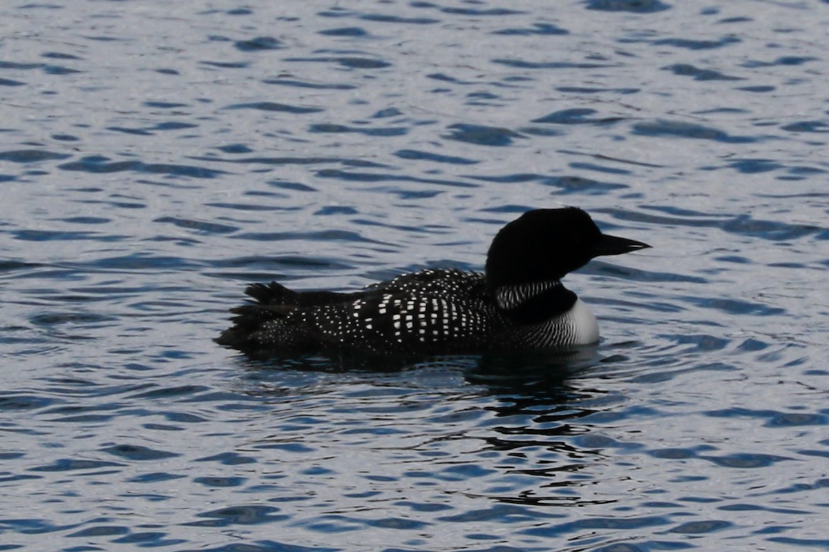 Common Loon - Michael Cook