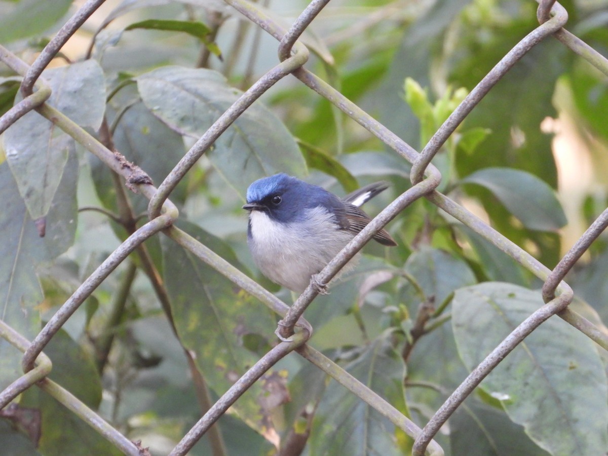 Slaty-blue Flycatcher - Virender Sharma