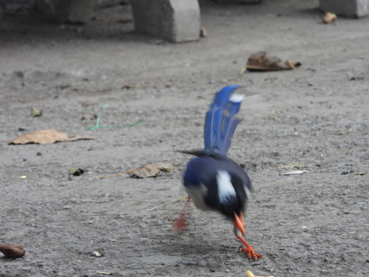 Red-billed Blue-Magpie - ML307413811