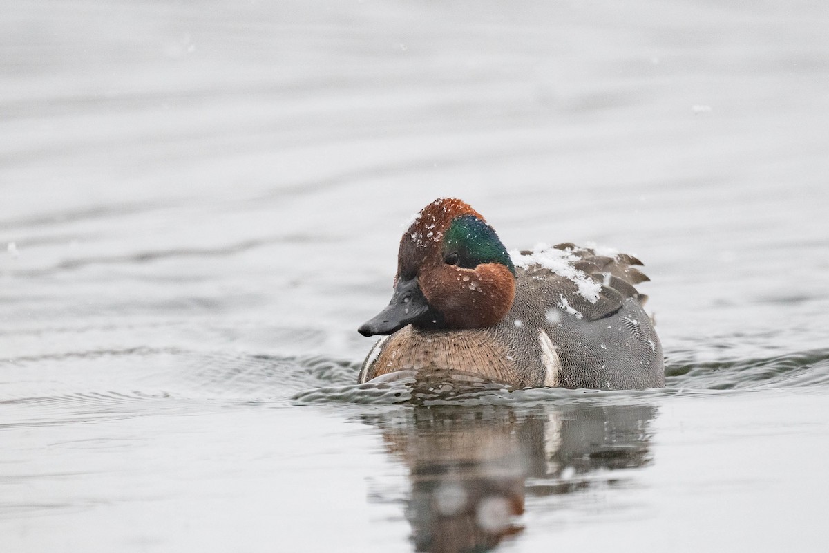 Green-winged Teal - ML307415721