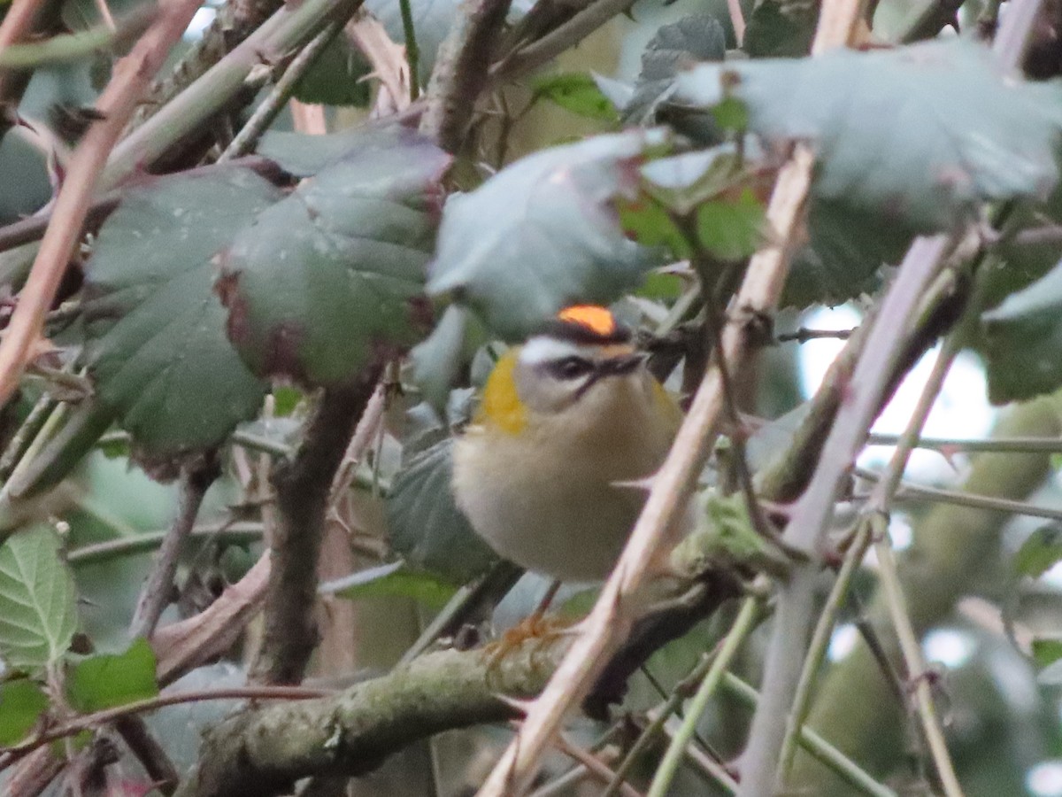 Common Firecrest - ML307419151