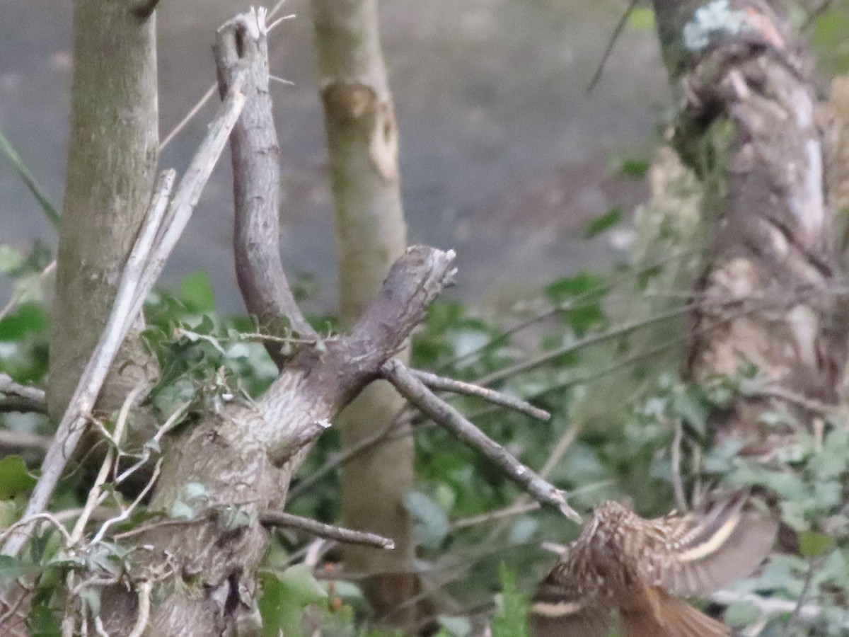 Short-toed Treecreeper - ML307419491