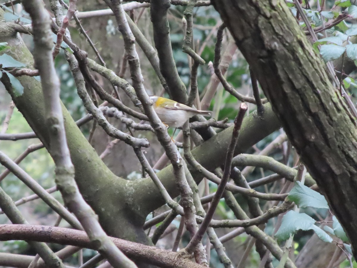 Common Firecrest - ML307419511