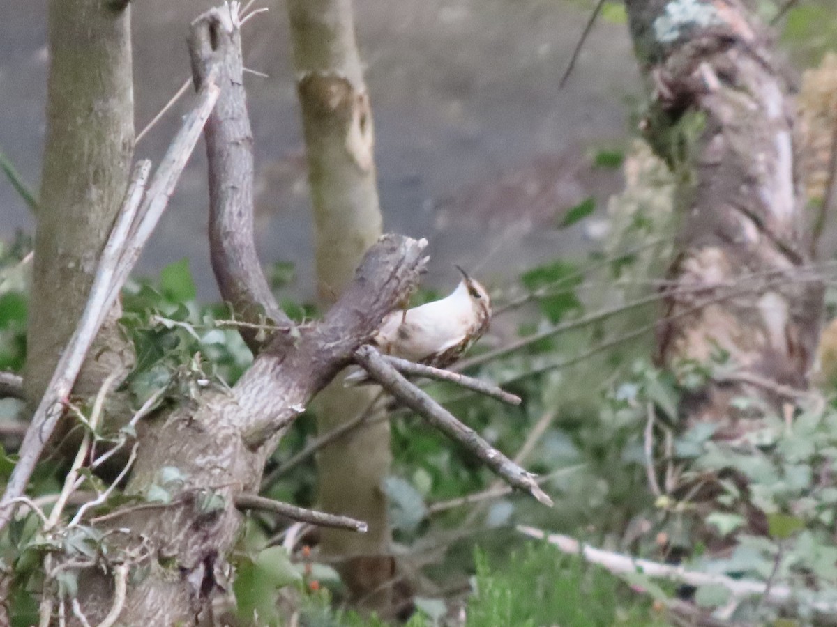 Short-toed Treecreeper - ML307419561