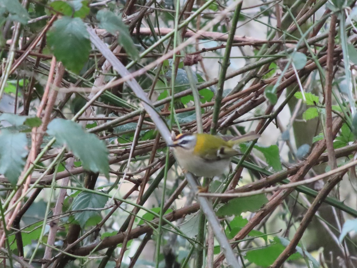 Common Firecrest - ML307419591