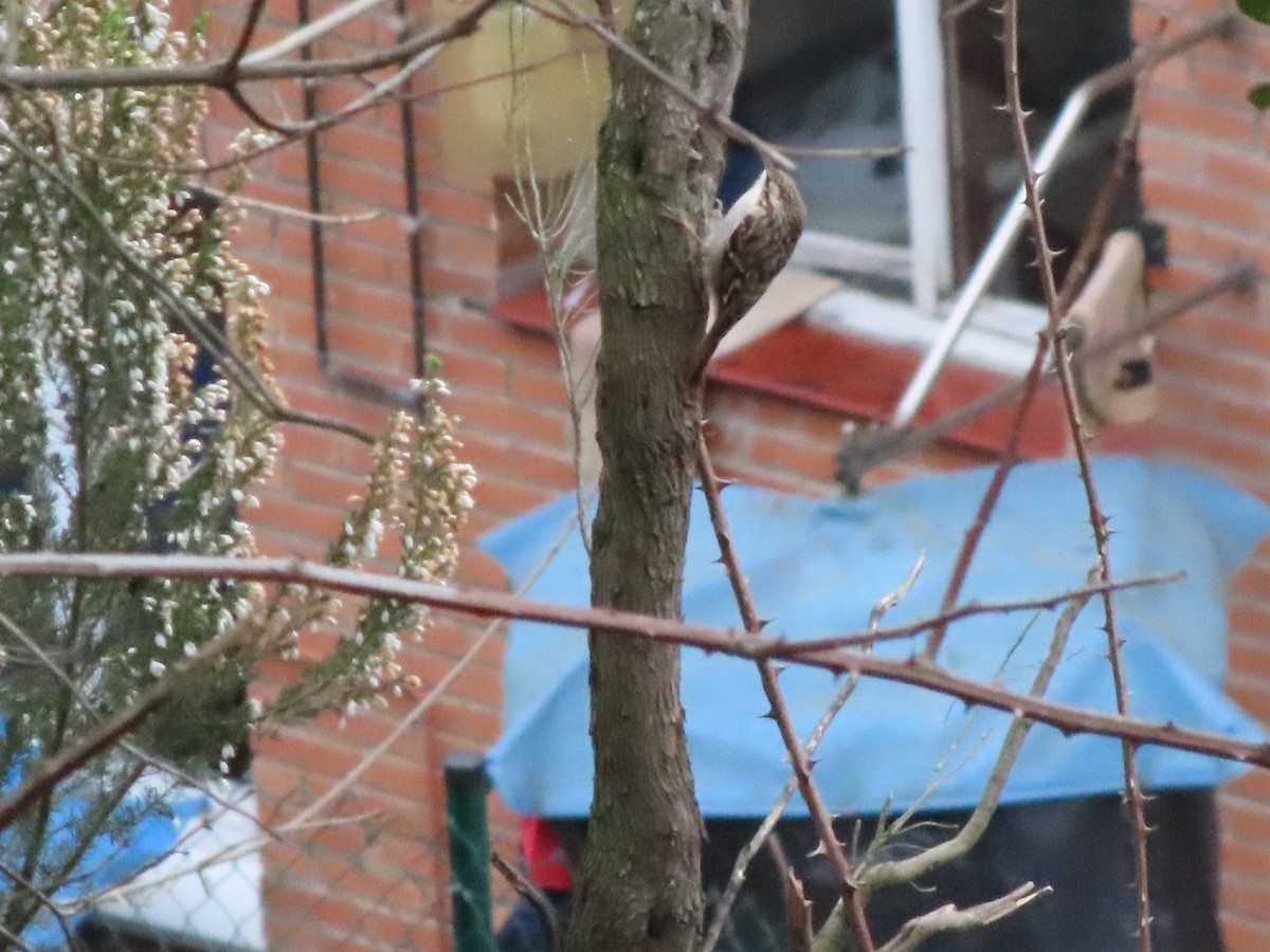 Short-toed Treecreeper - ML307419671