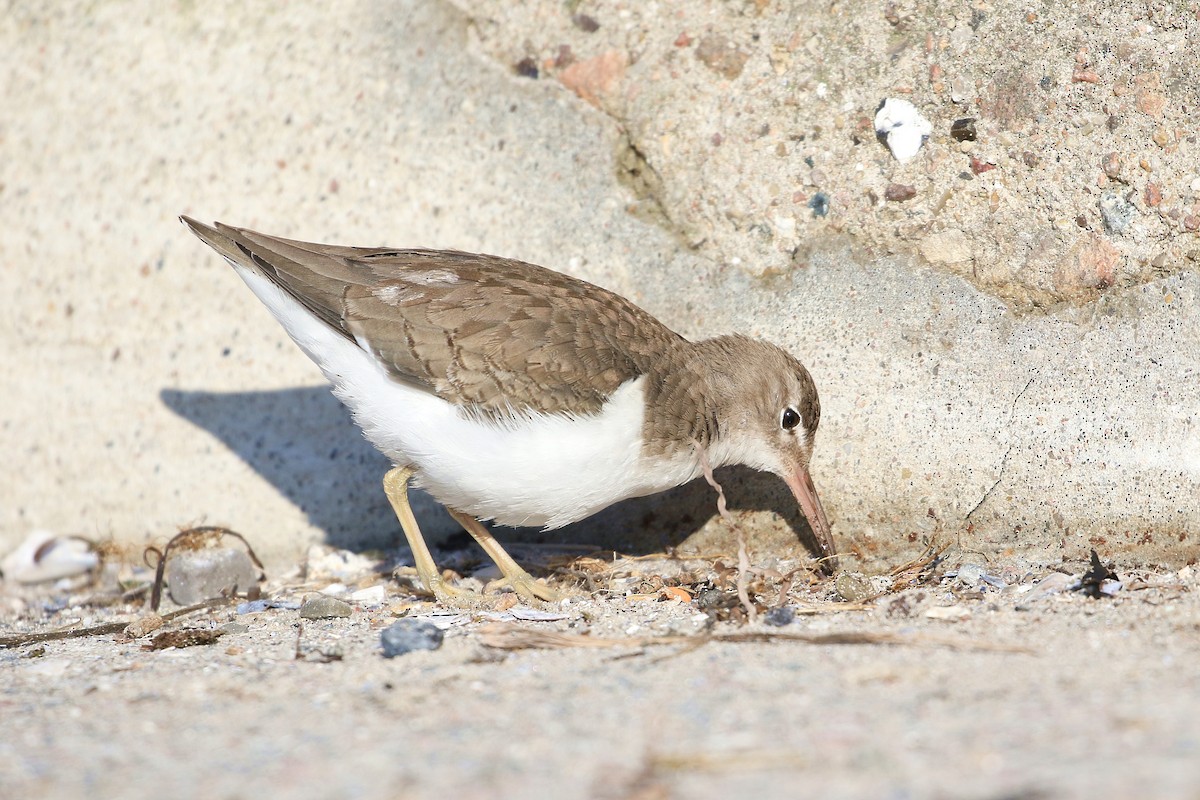 Spotted Sandpiper - Armin Kreusel