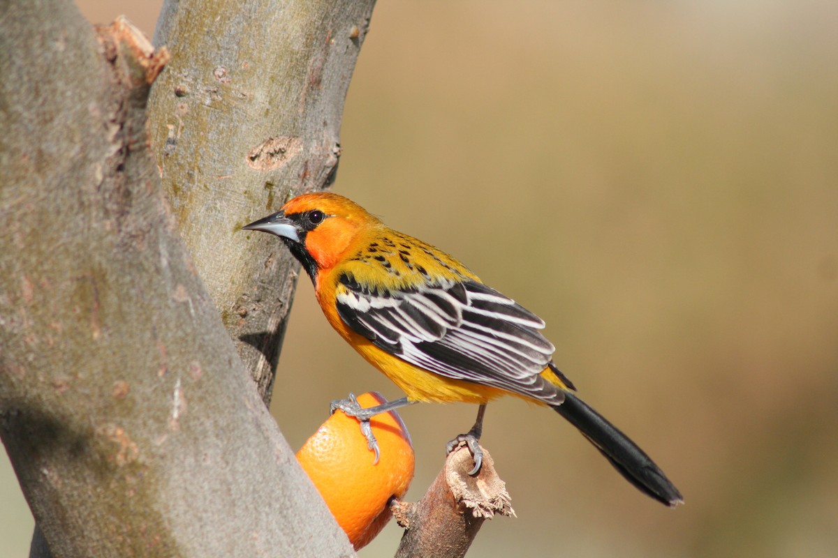 Streak-backed Oriole - John Drummond