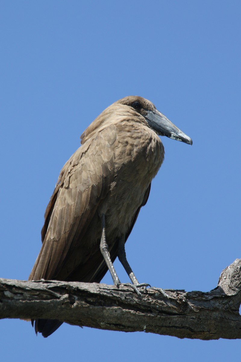 Hamerkop - ML307420811