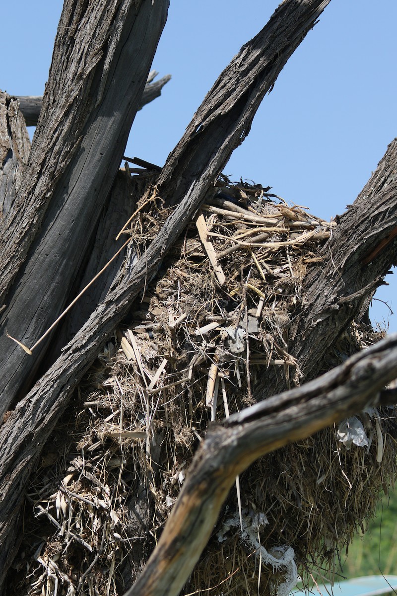 Hamerkop - ML307420821