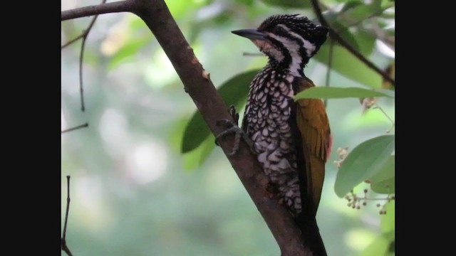 Common Flameback - ML307421431