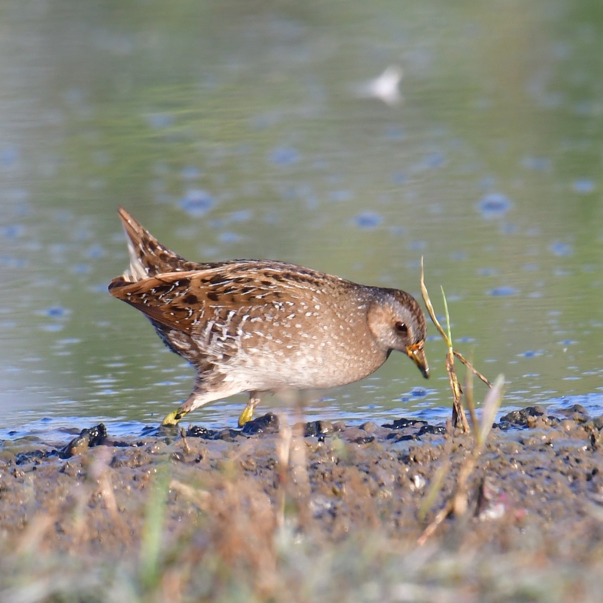 Spotted Crake - ML307422041