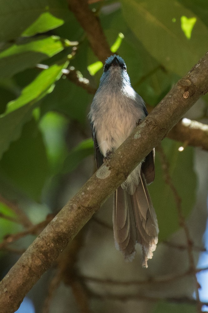 African Blue Flycatcher - Francesco Veronesi