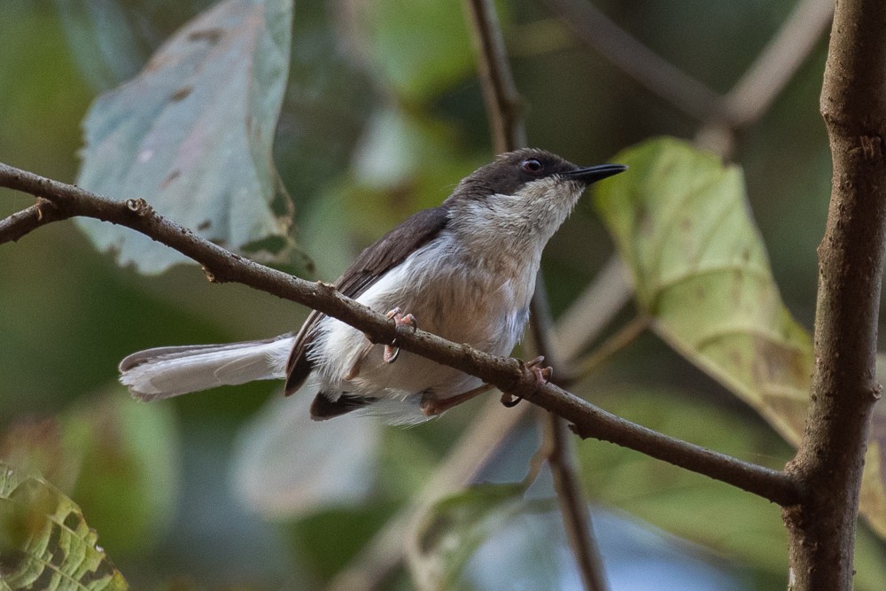 Buff-throated Apalis - ML307422491