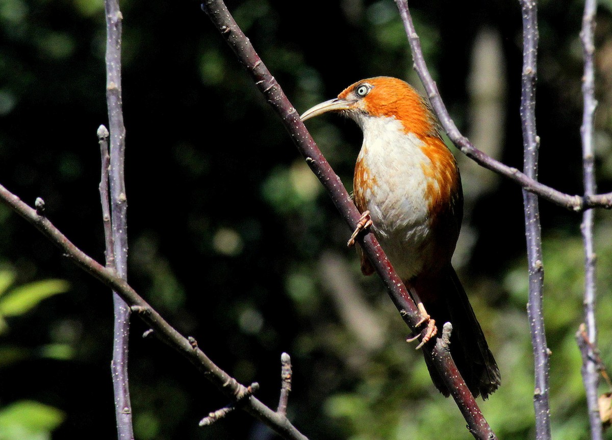 Rusty-cheeked Scimitar-Babbler - ML307423241