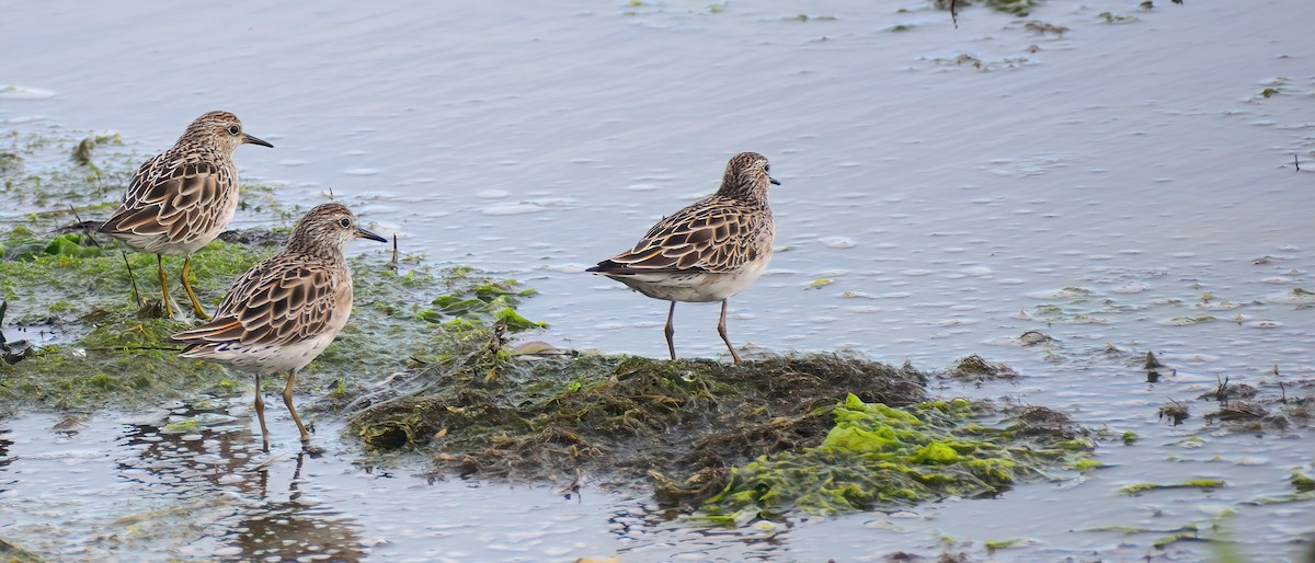 Sharp-tailed Sandpiper - ML307423341