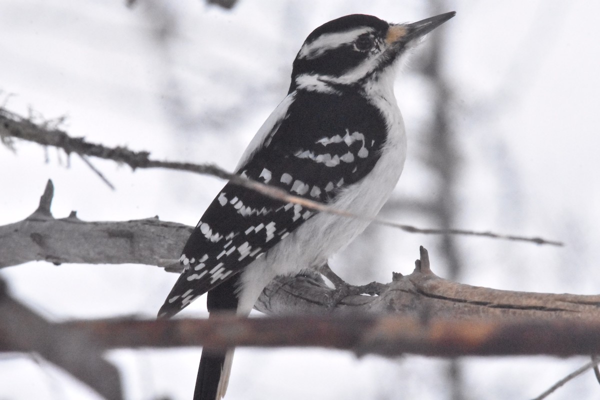 Hairy Woodpecker - ML307424171