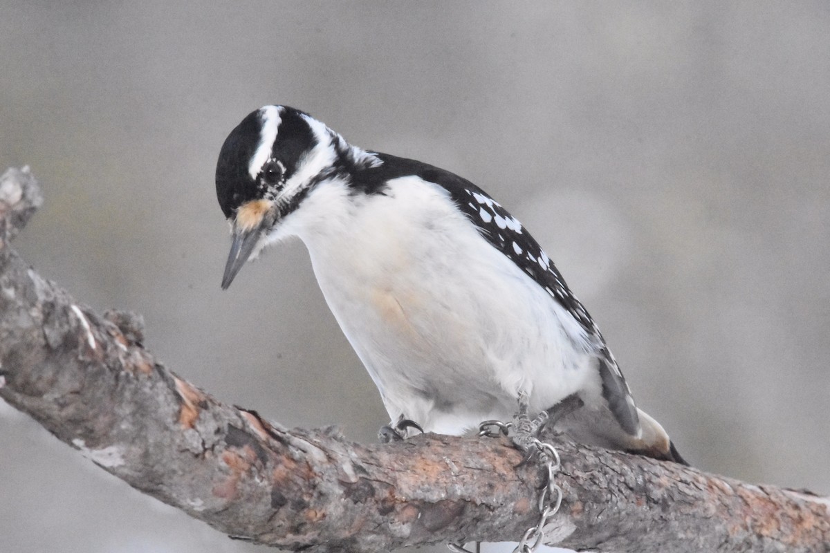 Hairy Woodpecker - ML307424181