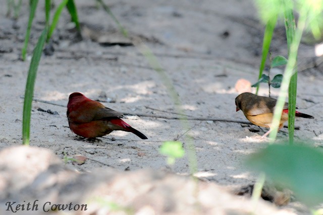 Red-billed Firefinch - ML307424791