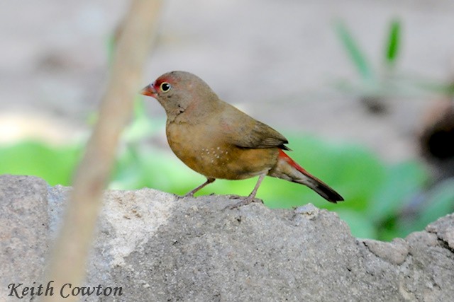Red-billed Firefinch - Keith Cowton