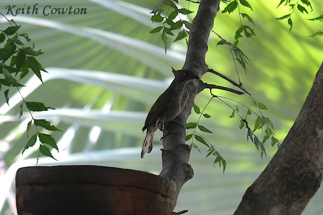 Spotted Honeyguide - ML307425151