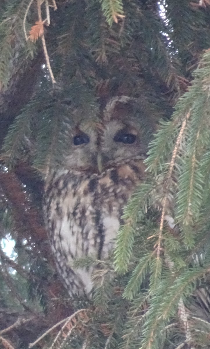 Tawny Owl - Kenth Andersen