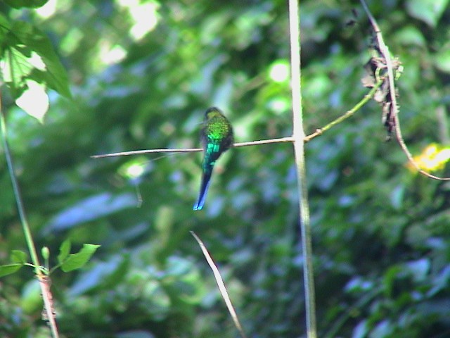 Long-tailed Sylph - Eero Rasi