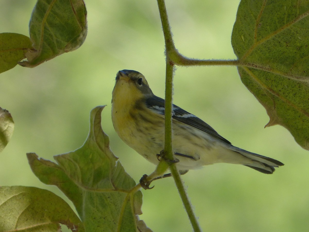 Blackburnian Warbler - ML30742651