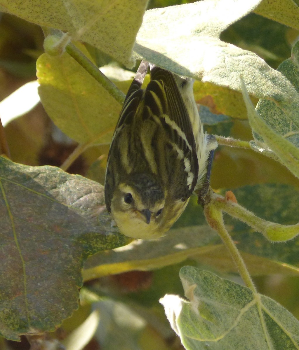 Blackburnian Warbler - ML30742671