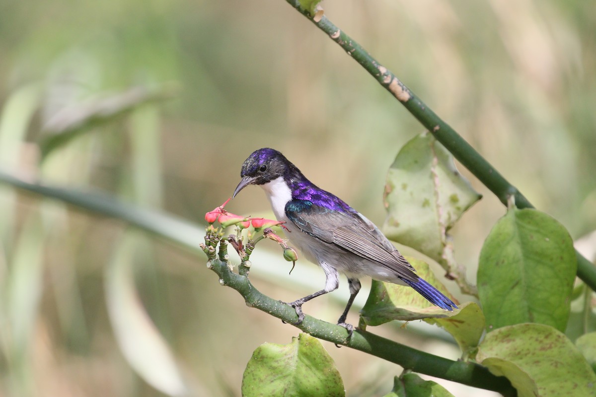 Eastern Violet-backed Sunbird - ML307427571