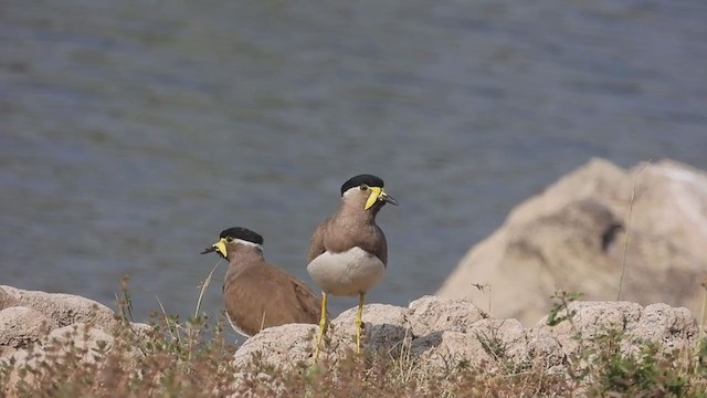 Yellow-wattled Lapwing - ML307427621