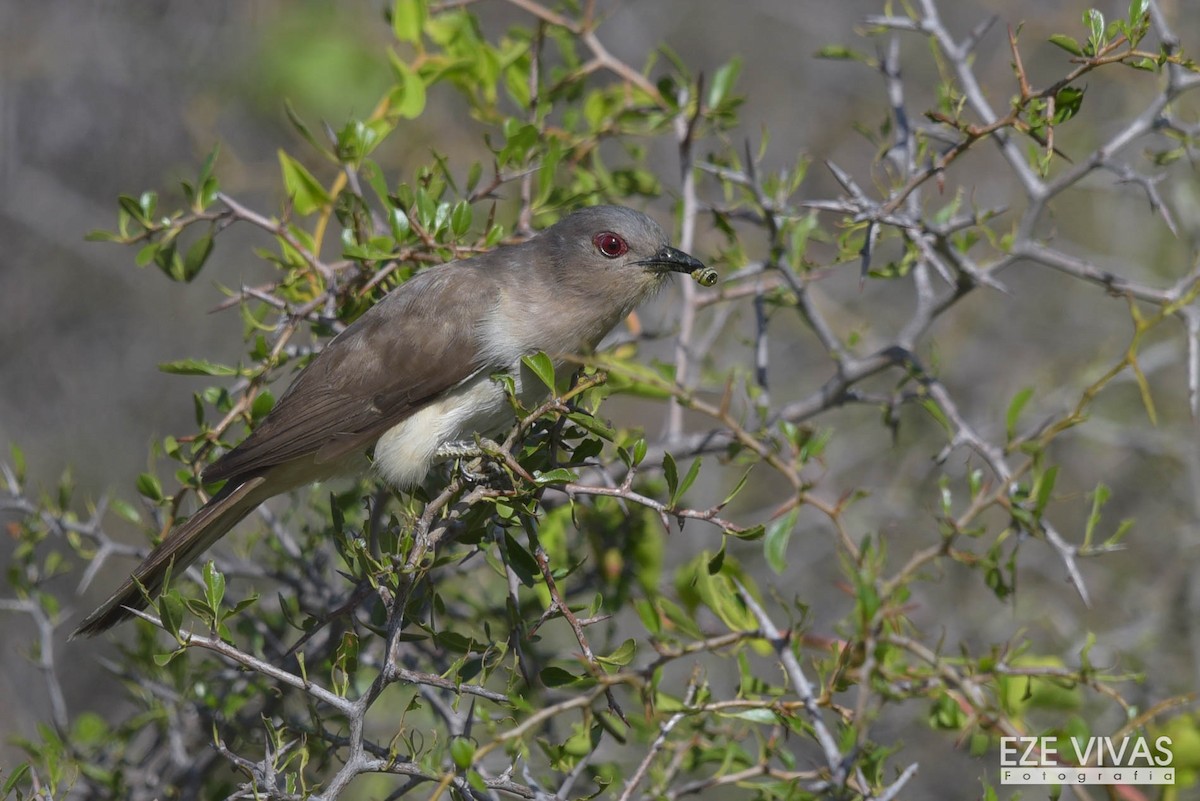 Ash-colored Cuckoo - ML307427701