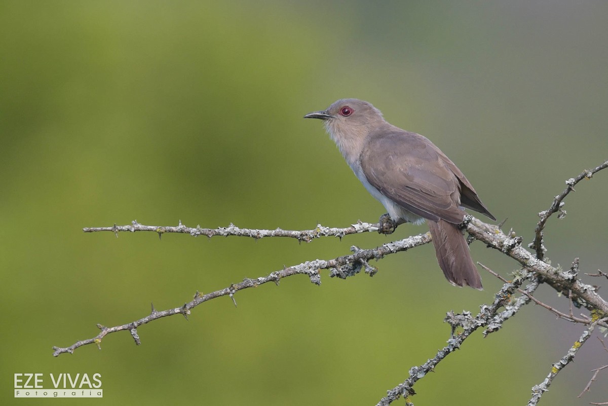 Ash-colored Cuckoo - ML307427711