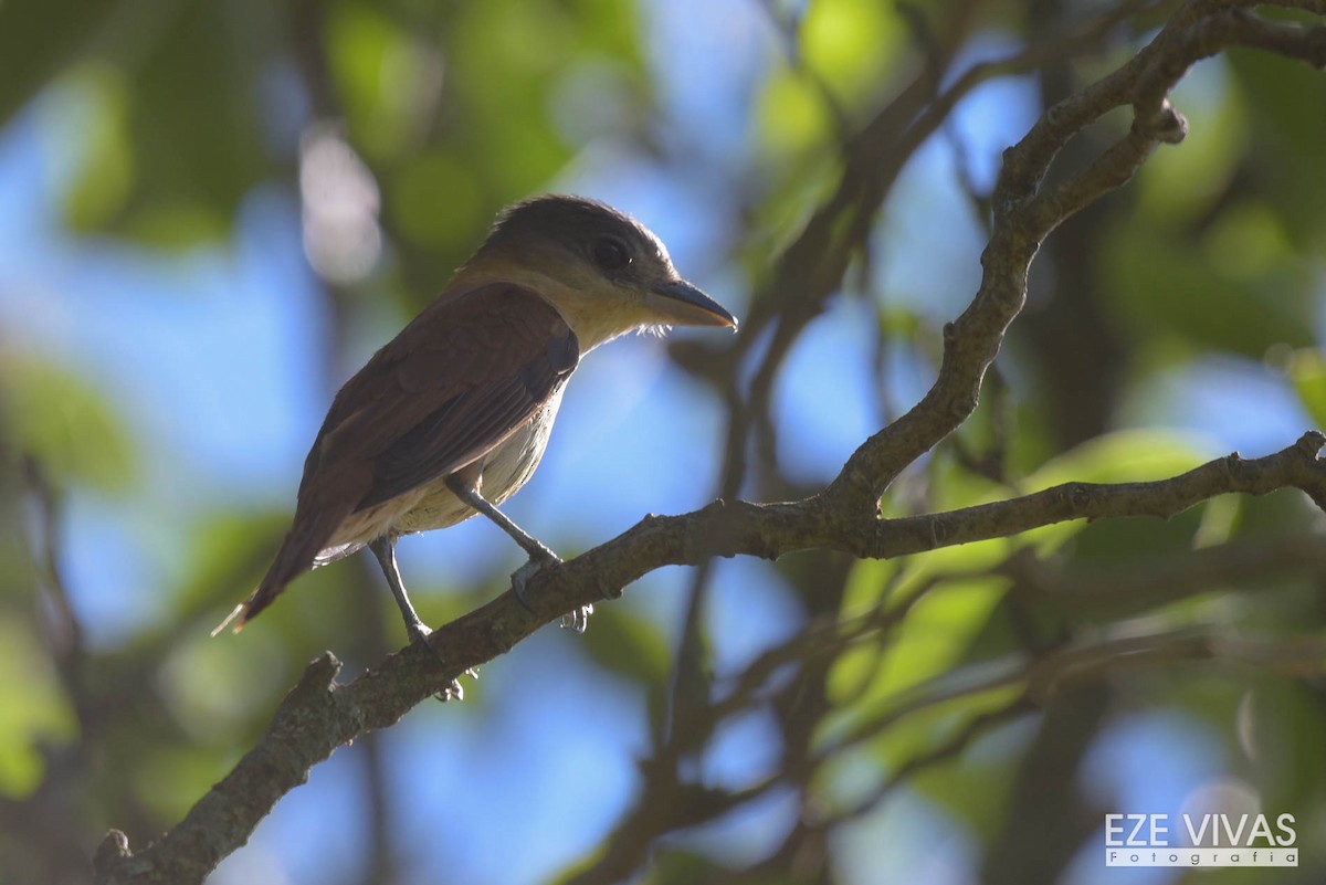 Crested Becard - ML307427811