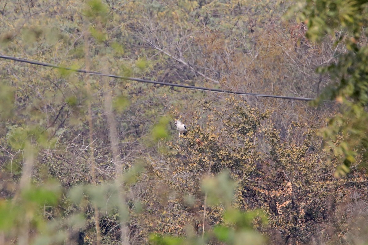 Black-winged Kite - ML307427951