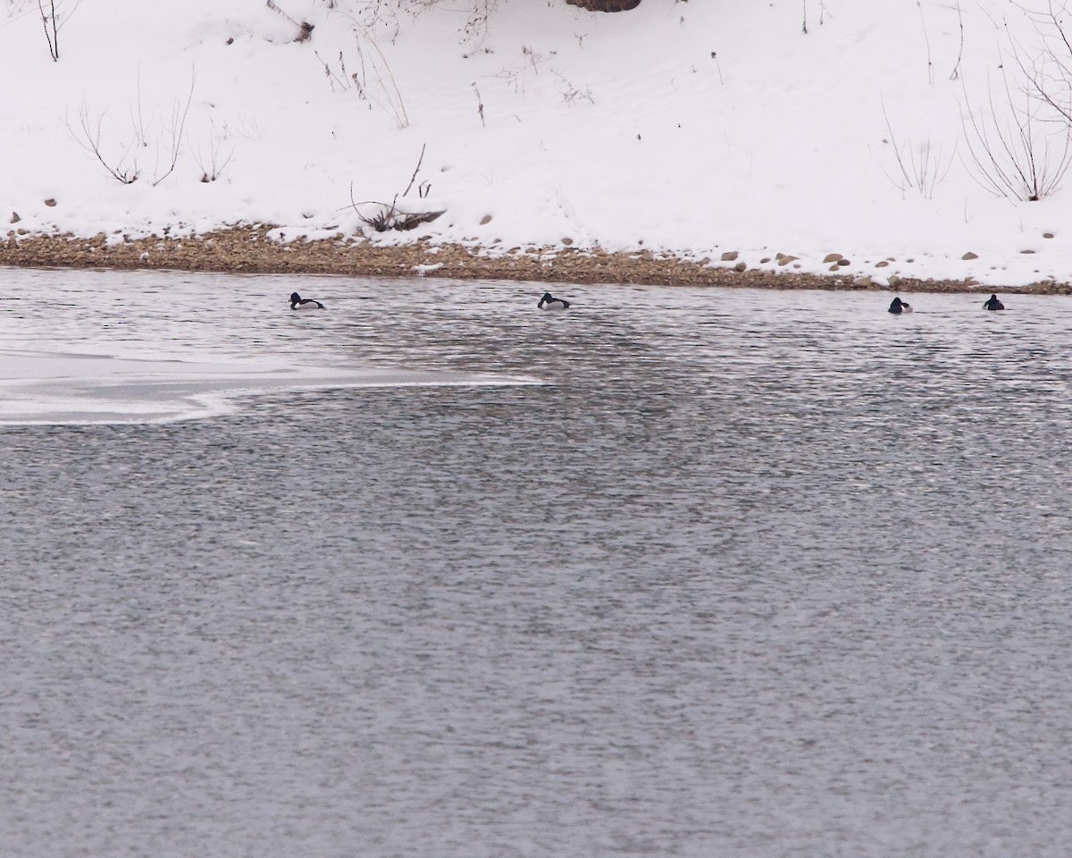 Ring-necked Duck - ML307428491