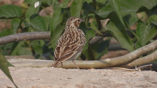 Indian Bushlark - ML307428631